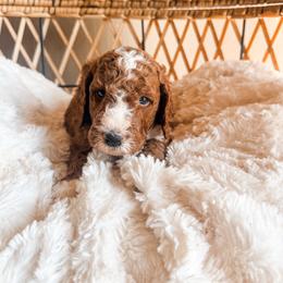 MEATBALL - Red  male Goldendoodle puppy in Brookville, Pennsylvania from Woodland Mountain Doodles
