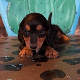 Isaac - Black and tan male Dachshund puppy in Hawley, Texas from Foxy’s Dachshunds & Toy Aussies