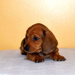 Lemmon - Red male Dachshund puppy in Homosassa, Florida from SAN’S Dachshunds