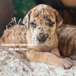 Jabberwocky - Merle male Great Dane puppy in Michigan from Ohana Great Danes of Michigan