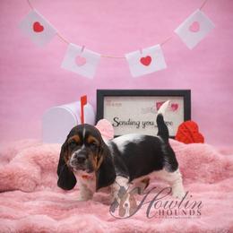 Kiri - Black brown and white female Basset Hound puppy in Surprise, Arizona from Howlin Hounds