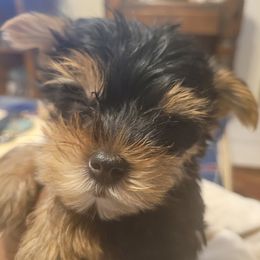Yorkshire Terriers from Robbie Puppies