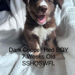 Siberian Husky Puppies from Southern Siberian Huskies of SW Florida