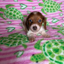 Chucky - Piebald male Dachshund puppy in Lake City, Florida from My Ditzy Doxies of Florida