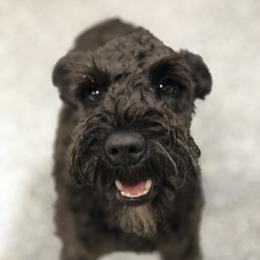 Paisley - Miniature Schnauzer