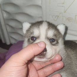 Siberian Husky Puppies from Spirit of the Moon Siberians