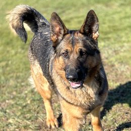Jaye  - German Shepherd