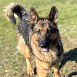 Jaye  - German Shepherd
