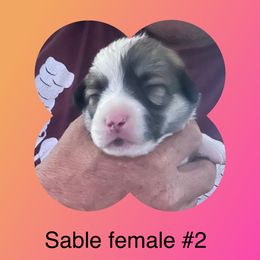 Sable female #2 - American Corgi puppy from Mahala Henry
