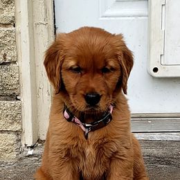 Golden Retriever Puppies from Carmel Bliss Golden Retrievers LLC