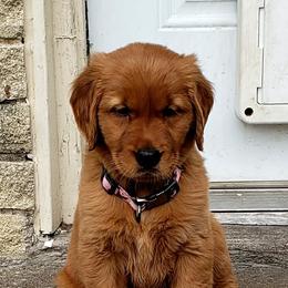 Golden Retriever Puppies from Carmel Bliss Golden Retrievers LLC