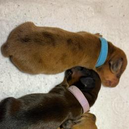 Astrid - Dapple female Dachshund puppy in Edmond, Oklahoma from Okie Puppies