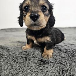 Cream sable female (yellow) - Sable female Dachshund puppy in Belle Rive, Illinois from Akin's Miniature Dachshunds, LLC