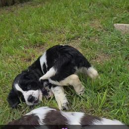 Rowena - Black and white female English Springer Spaniel puppy in Arlington, Texas from Obsidian Rose