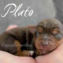Yorkshire Terrier Puppies from Copper State Yorkies