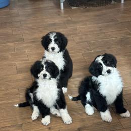 Bianca - Black and white female Bernedoodle puppy in Owenton, Kentucky from Elagant Acres
