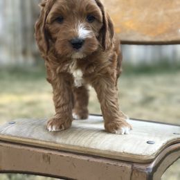 Goldendoodle Puppies from Magic Valley Goldendoodles
