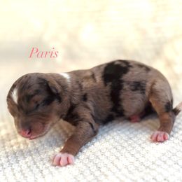Paris - Blue merle female Australian Shepherd puppy in Uvalda, Georgia from Happy Ours Australian Shepherds