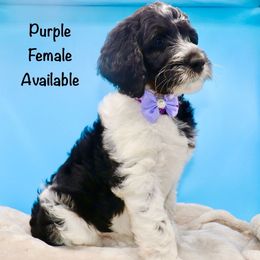 Purple Collar - Parti female Goldendoodle puppy in Maryville, Tennessee from Twin City Doodles