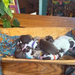 Jinu (purple) - Red tri-color male Aussiedoodle puppy in Watertown, Wisconsin from Little Bear Paws Aussiedoodles