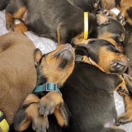 Doberman Pinscher Puppies from Davis Family Dobermans