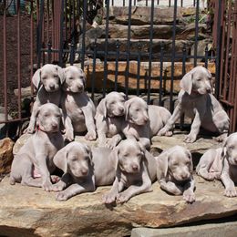 Weimaraner Puppies from Simpatico
