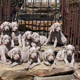 Weimaraner Puppies from Simpatico