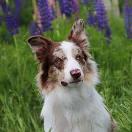 Border Collie Puppies from Lil Maine Border Collies