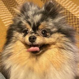 Julia - Pomeranian