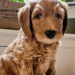 Noah - Goldendoodle puppy from Woodland Creek Goldendoodles