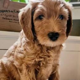 Noah - Goldendoodle puppy from Woodland Creek Goldendoodles