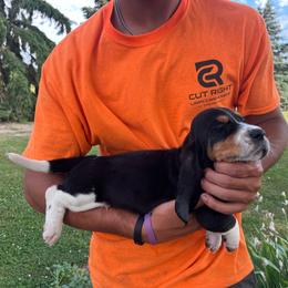 Boy 2 - Black brown and white male Basset Hound puppy in Hudson, Michigan from Bachman’s Kennel