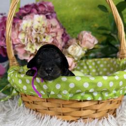 Lily - Phantom female Goldendoodle puppy in Lake Panasoffkee, Florida from Donnas Deluxe Doodles LLC