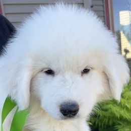Boy 3 - Me Green - Great Pyrenees puppy in Idaho from Portneuf Range Pyrenees