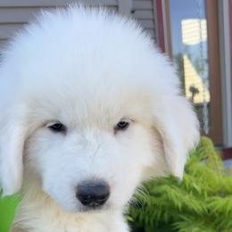 Boy 3 - Me Green - Great Pyrenees puppy in Idaho from Portneuf Range Pyrenees