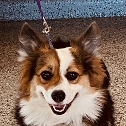 Buttons  - Pembroke Welsh Corgi