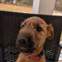 Dark Green - Red male Irish Terrier puppy in Broadway, North Carolina from Detmore Kennels