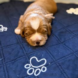 Little Miss Dixie - Apricot female Goldendoodle puppy in Nashville, Tennessee from Tumbling Creek GoldenDoodles