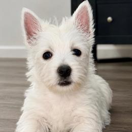 Litter expected 7.25 - White female West Highland White Terrier puppy in Mcneal, Arizona from Olympian Giant Schnauzers and Westie’s!