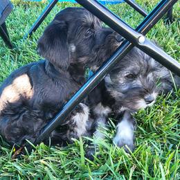 Zac AKC - Black male Miniature Schnauzer puppy in Las Vegas, Nevada from Byrd's House