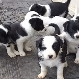 Border Collies from Glog Collies