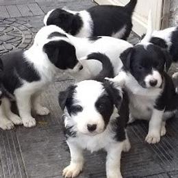 Border Collies from Glog Collies