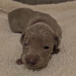Girl 3 - Weimaraner puppy from Upstate Weims