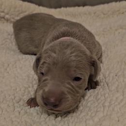 Girl 3 - Weimaraner puppy from Upstate Weims