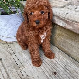 California - Red  female Poodle puppy in Port Arthur, Texas from Perfect Paw Kennel