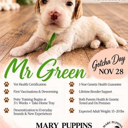 Mr Green - Buff and white male Cockapoo puppy in Tampa, Florida from Mary Puppins