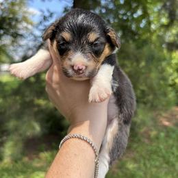 Chía - Black and white female American Corgi puppy in Foreman Ar., Arkansas from Grassy Lake Corgis