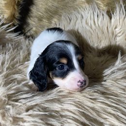 Opie READY X-MAS WEEK - Piebald male Dachshund puppy in Purdy, Missouri from Shotgun Pups