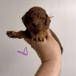 Poppy - Red  female Poodle puppy in Osyka, Mississippi from Southern Sunshine Standards