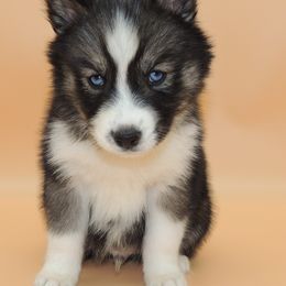 Pomsky and Siberian Husky Puppies from Beastly Beauties Huskies & Pomskies